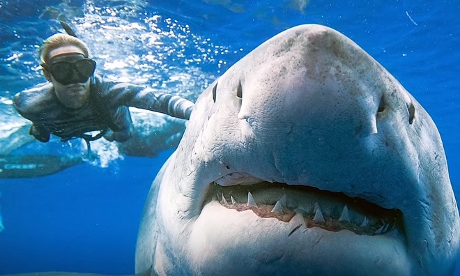 Δύτες κολύμπησαν πλάι σε γιγάντιο λευκό καρχαρία στη Χαβάη