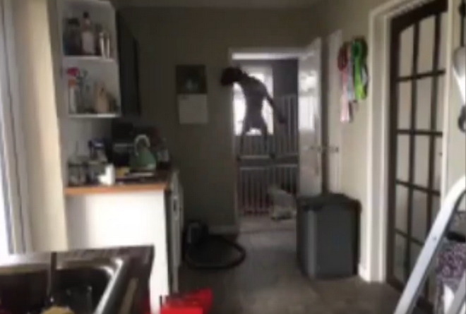 Ξεκαρδιστικό βίντεο: Σκύλος προσπαθεί να μπει στην κουζίνα παρά τα εμπόδια