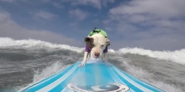 Βίντεο: Σκυλίτσα “δαμάζει” τα κύματα κάνοντας σέρφινγκ