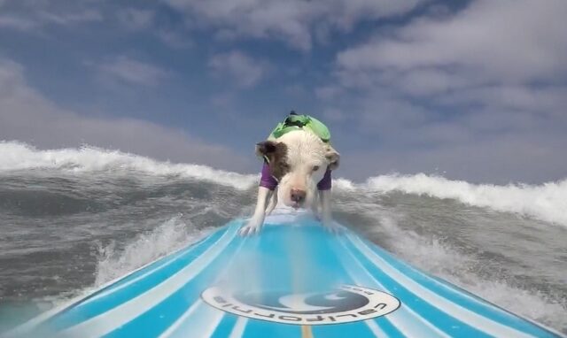Βίντεο: Σκυλίτσα “δαμάζει” τα κύματα κάνοντας σέρφινγκ