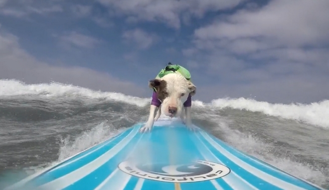 Βίντεο: Σκυλίτσα “δαμάζει” τα κύματα κάνοντας σέρφινγκ