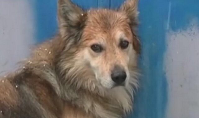 Κέρκυρα: Ο σκύλος έδειξε πού ήταν θαμμένη η 29χρονη – Σαν “Χάτσικο” την περιμένει να επιστρέψει
