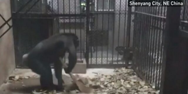Βίντεο: Ο πιο νοικοκύρης χιμπαντζής