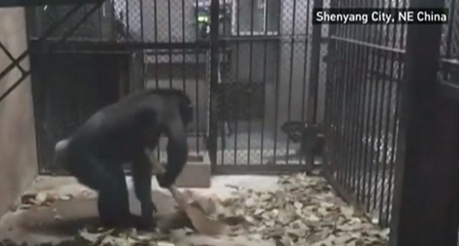 Βίντεο: Ο πιο νοικοκύρης χιμπαντζής