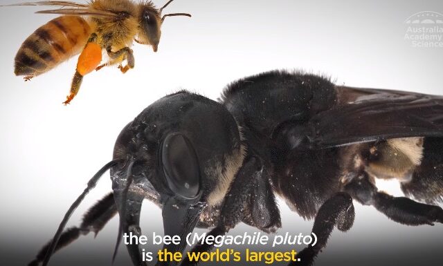 Επανεμφανίστηκε η “μέλισσα-τέρας”, η μεγαλύτερη του πλανήτη