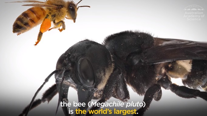 Επανεμφανίστηκε η “μέλισσα-τέρας”, η μεγαλύτερη του πλανήτη