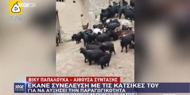 Έκανε meeting με τις… κατσίκες του για να αυξήσουν την παραγωγικότητα