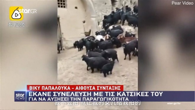 Έκανε meeting με τις… κατσίκες του για να αυξήσουν την παραγωγικότητα