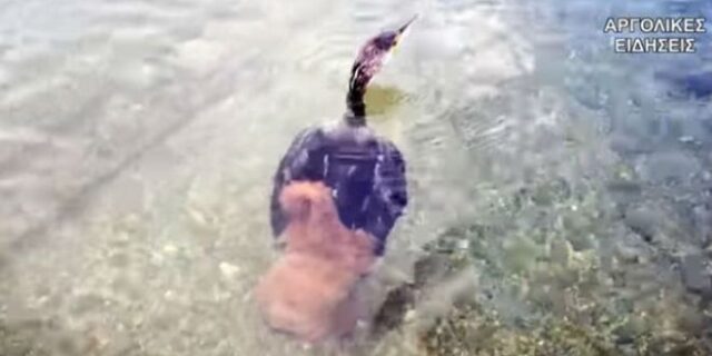 Χταπόδι προσπάθησε να πνίξει κορμοράνο σε παραλία του Ναυπλίου