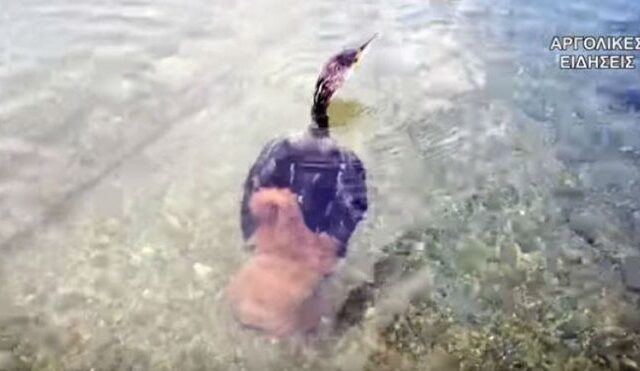 Χταπόδι προσπάθησε να πνίξει κορμοράνο σε παραλία του Ναυπλίου