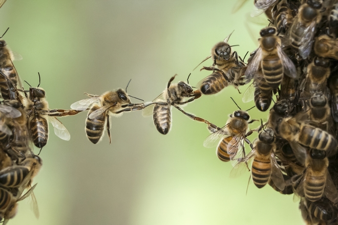 Οι μέλισσες ξέρουν να κάνουν πρόσθεση και αφαίρεση;