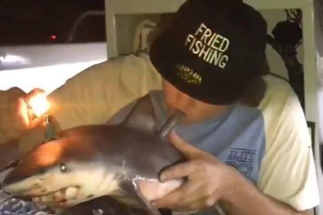 Αρρωστημένο βίντεο: Ψαράς χρησιμοποιεί νεκρό μικρό καρχαρία ως bong