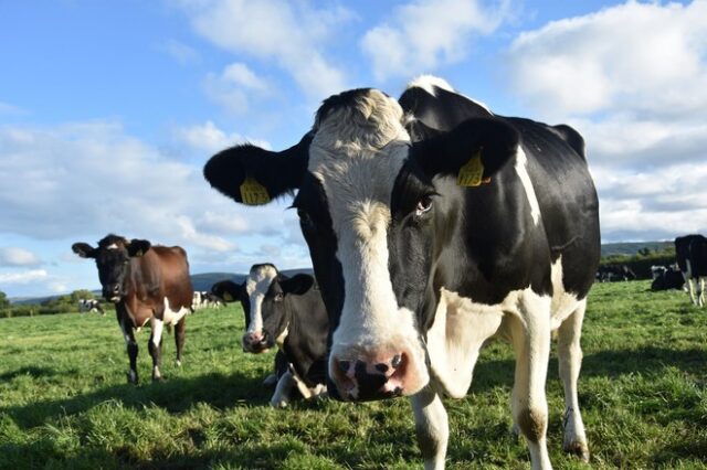 Ολλανδία: Ουρητήρια για αγελάδες – Στόχος ο περιορισμός του φαινομένου του θερμοκηπίου