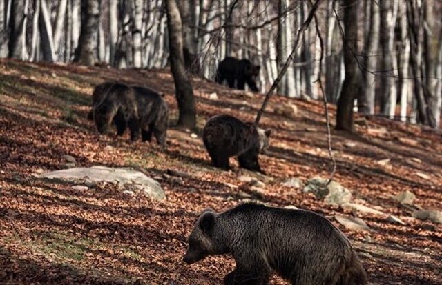 Ξύπνησαν οι αρκούδες στο Νυμφαίο καλωσορίζοντας την άνοιξη