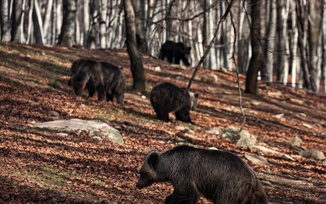 Ξύπνησαν οι αρκούδες στο Νυμφαίο καλωσορίζοντας την άνοιξη