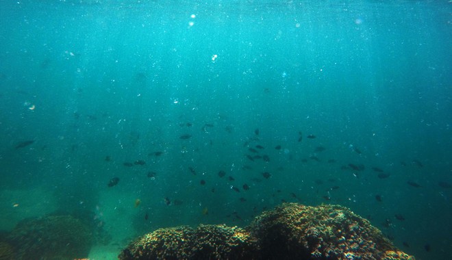 Βρέθηκε ο πρώτος κοραλιογενής ύφαλος στην Μεσόγειο