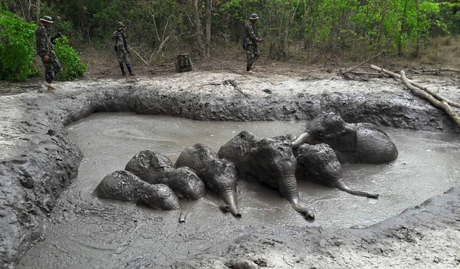 Ταϊλάνδη: Διέσωσαν 6 ελεφαντάκια που είχαν εγκλωβιστεί σε βαθύ λάκκο με λάσπη