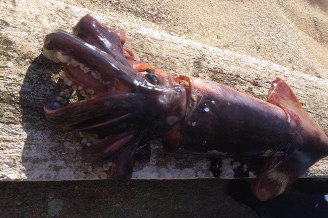 Κεφαλονιά: Ψάρεψαν καλαμάρι “τέρας” 10 κιλών