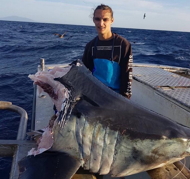 Μυστήριο: Βρέθηκε αποκεφαλισμένος καρχαρίας – Τι πλάσμα του έκοψε το τεράστιο κεφάλι;