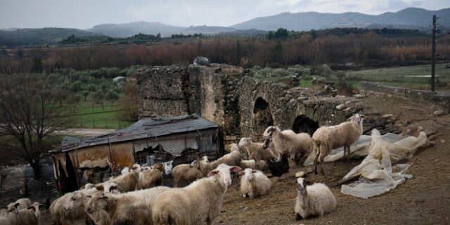 Κρήτη: Κτηνοτρόφοι πιάστηκαν στα χέρια για τα βοσκοτόπια