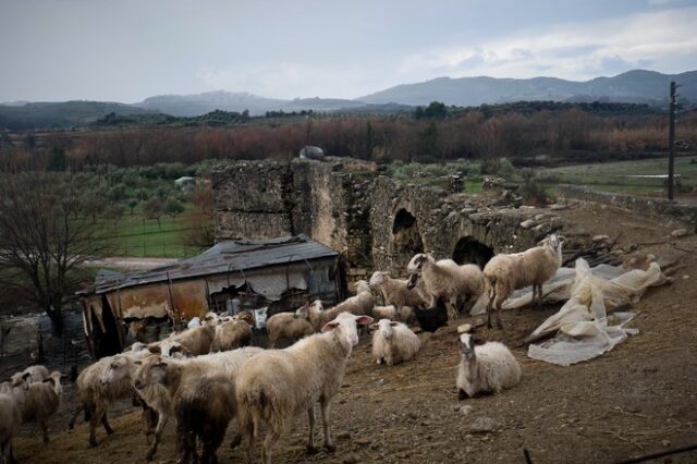 Κρήτη: Κτηνοτρόφοι πιάστηκαν στα χέρια για τα βοσκοτόπια