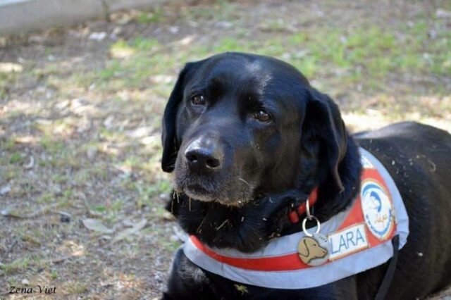 Πέθανε η Λάρα, ο πρώτος σκύλος οδηγός τυφλών στην Ελλάδα