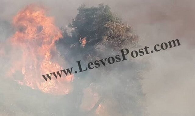 Λέσβος: Μεγάλη φωτιά στο Μεγαλοχώρι Πλωμαρίου
