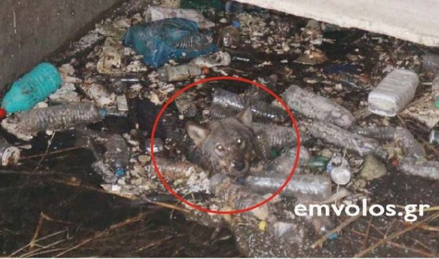 Συγκλονιστικό: Καρέ καρέ η διάσωση λύκου σε κανάλι στην Ημαθία