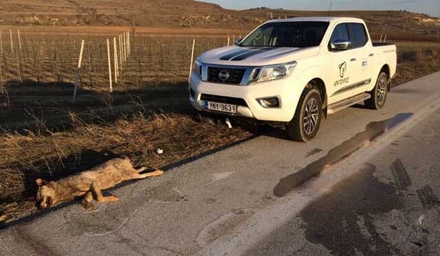 Φλώρινα: Λύκος σκοτώθηκε σε τροχαίο