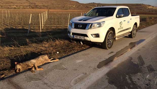 Φλώρινα: Λύκος σκοτώθηκε σε τροχαίο