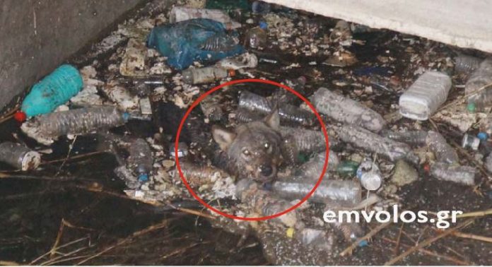 Συγκλονιστικό: Καρέ καρέ η διάσωση λύκου σε κανάλι στην Ημαθία
