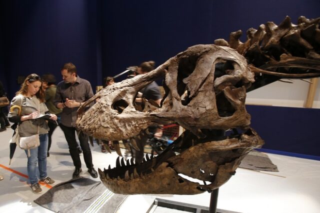 Ανακαλύφθηκε ο τυραννόσαυρος “Σκότι” και είναι ο μεγαλύτερος δεινόσαυρος που έχει βρεθεί ποτέ