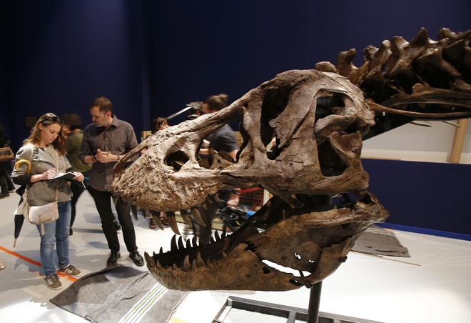 Ανακαλύφθηκε ο τυραννόσαυρος “Σκότι” και είναι ο μεγαλύτερος δεινόσαυρος που έχει βρεθεί ποτέ