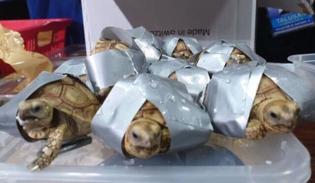 Απάνθρωπο: Μετέφερε 1.500 χελώνες στη βαλίτσα του, δεμένες με μονωτική ταινία