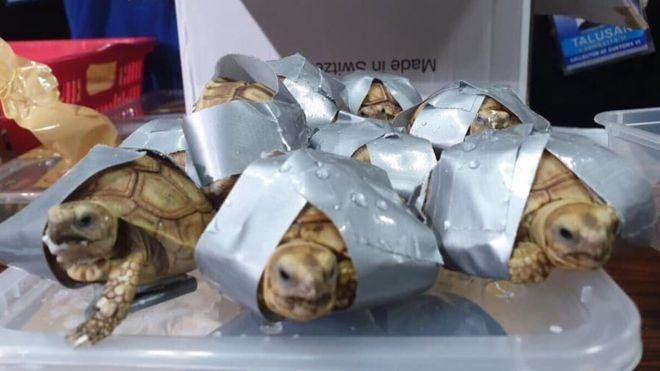 Απάνθρωπο: Μετέφερε 1.500 χελώνες στη βαλίτσα του, δεμένες με μονωτική ταινία