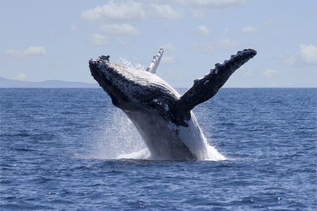 Ιαπωνία: Φέρι συγκρούστηκε με φάλαινα – 87 τραυματίες