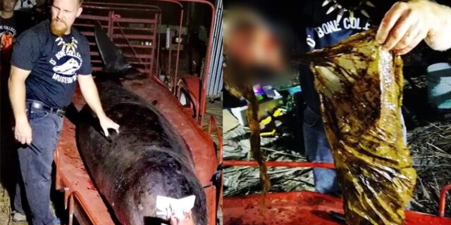 Φάλαινα πέθανε από “γαστρικό σοκ” – Κατάπιε 40 κιλά πλαστικές σακούλες