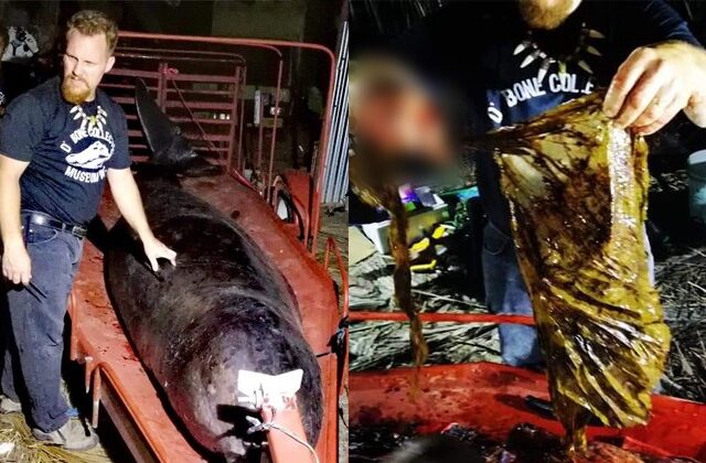 Φάλαινα πέθανε από “γαστρικό σοκ” – Κατάπιε 40 κιλά πλαστικές σακούλες