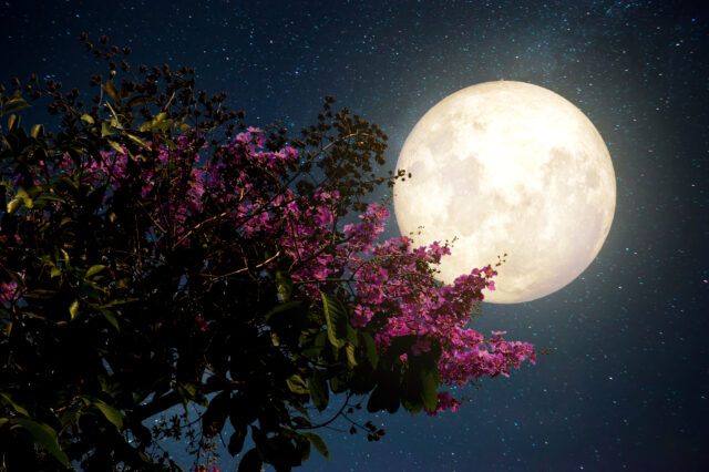 Ροζ Πανσέληνος: Απόψε το εντυπωσιακό ανοιξιάτικο φεγγάρι