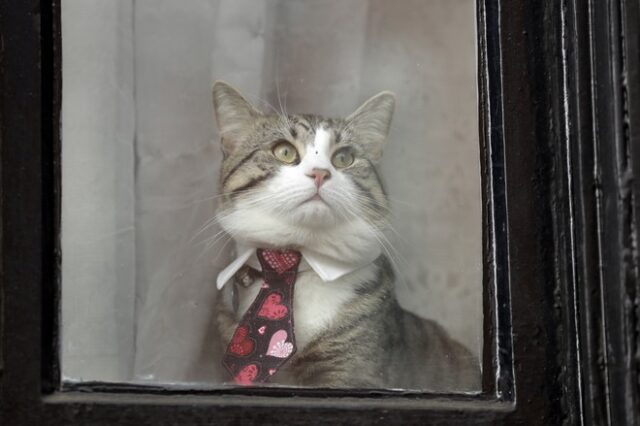 Ο γάτος του Ασάνζ είναι ασφαλής διαβεβαιώνει το WikiLeaks