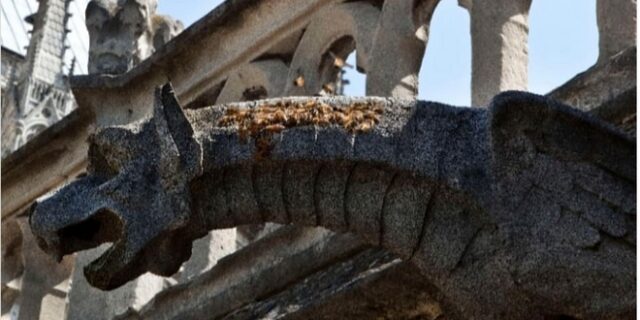 Παναγία Παρισίων: Ζωντανές μετά τη φωτιά οι 200.000 μέλισσες που μένουν στον Ναό!