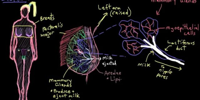 Η φωτογραφία που απεικονίζει τους γαλακτοφόρους αγωγούς του στήθους, “έκαψε” το ίντερνετ