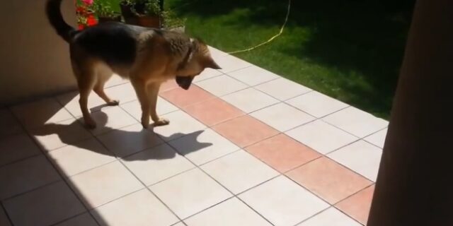 Βίντεο: Όταν ένας σκύλος ανακαλύπτει τη σκιά του