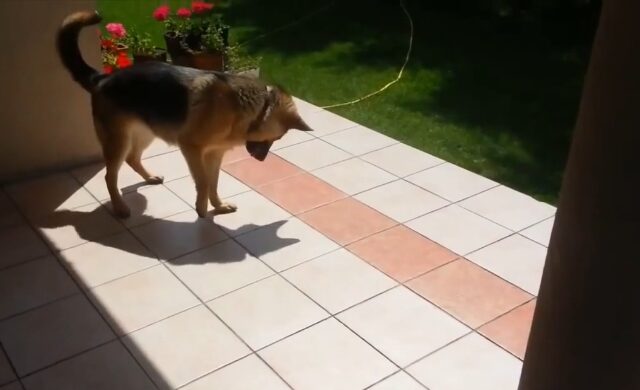 Βίντεο: Όταν ένας σκύλος ανακαλύπτει τη σκιά του