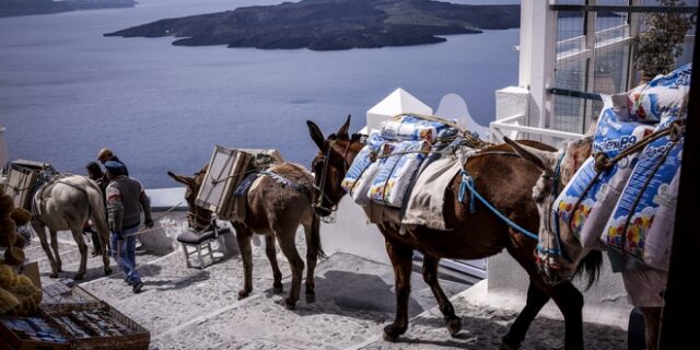 “Μπείτε στη θέση τους”: Καμπάνια ευαισθητοποίησης για τα γαϊδουράκια στη Σαντορίνη