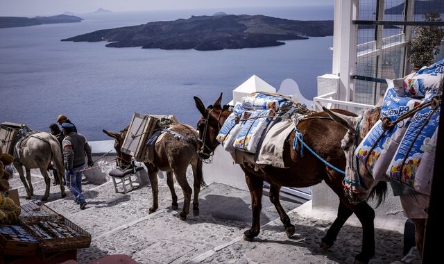 “Μπείτε στη θέση τους”: Καμπάνια ευαισθητοποίησης για τα γαϊδουράκια στη Σαντορίνη