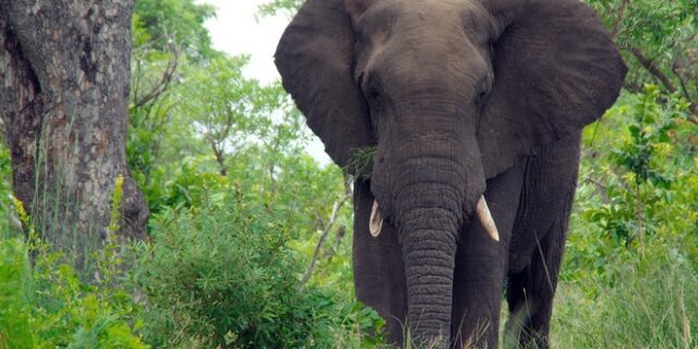 Λαθροκυνηγός σκοτώθηκε από ελέφαντα – Βρέθηκε μόνο το κεφάλι και το παντελόνι του