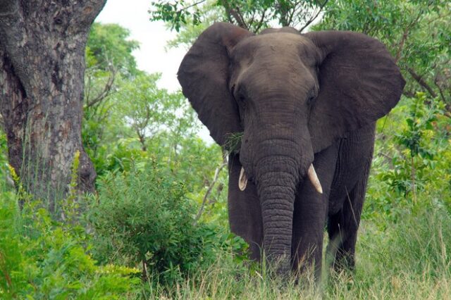 Λαθροκυνηγός σκοτώθηκε από ελέφαντα – Βρέθηκε μόνο το κεφάλι και το παντελόνι του
