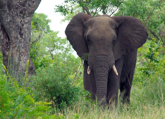 Λαθροκυνηγός σκοτώθηκε από ελέφαντα – Βρέθηκε μόνο το κεφάλι και το παντελόνι του