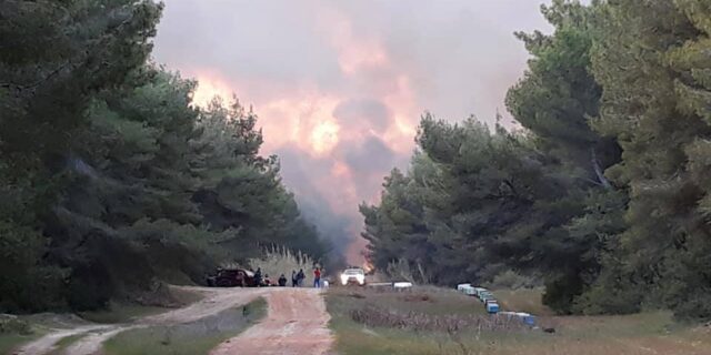 Μεγάλη φωτιά στο δάσος της Στροφυλιάς – Καίγεται σπάνιο οικοσύστημα